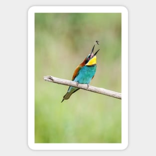 European bee-eater (Merops apiaster) Sticker